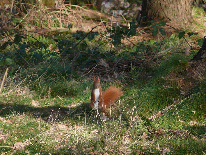 Eichhrnchen auf Futtersuche / a squirrel searching for food