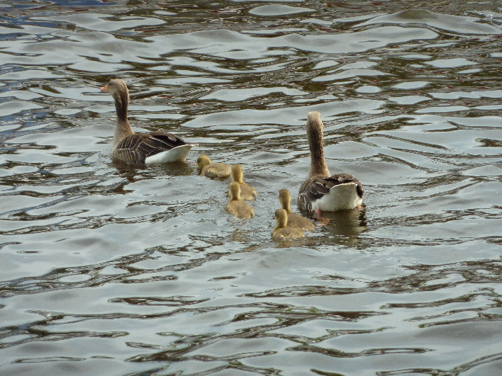 Gnsefamilie / geese family