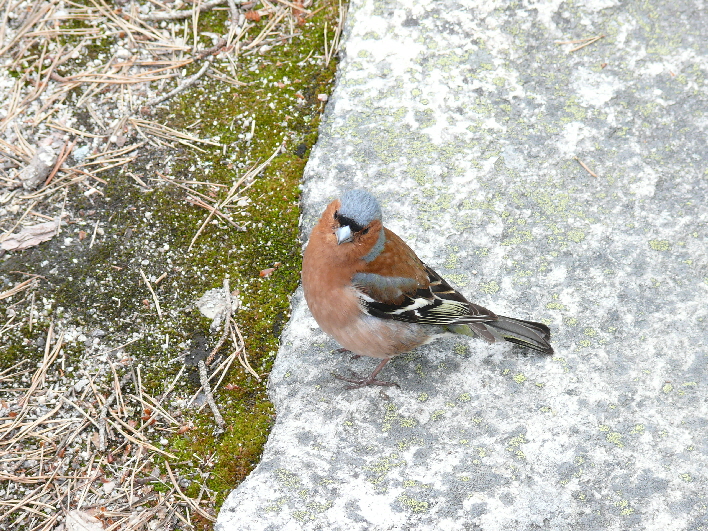 Buchfink gesehen in Norwegen / a chaffinch