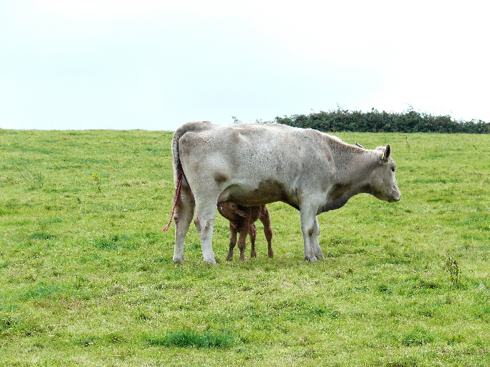 ein Schluck Milch ist immer gut / a little bit of milk is always good