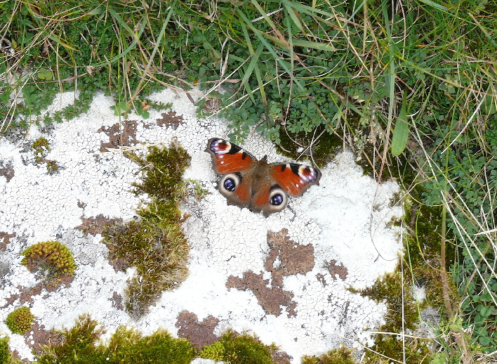 Tagpfauenauge / butterfly TAGPFAUENAUGE