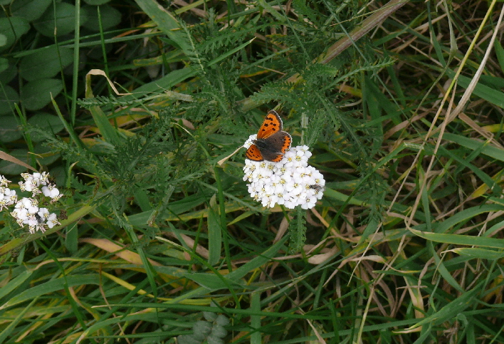 Schmetterling / butterfly