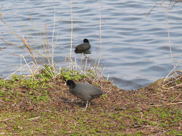 Teichhuhn / a moorhen