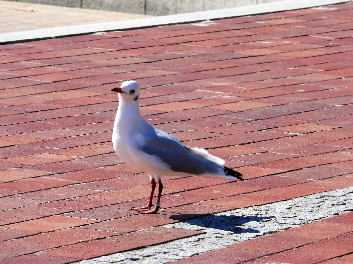 Mve sucht Kontakt / a sea gull looking for contact