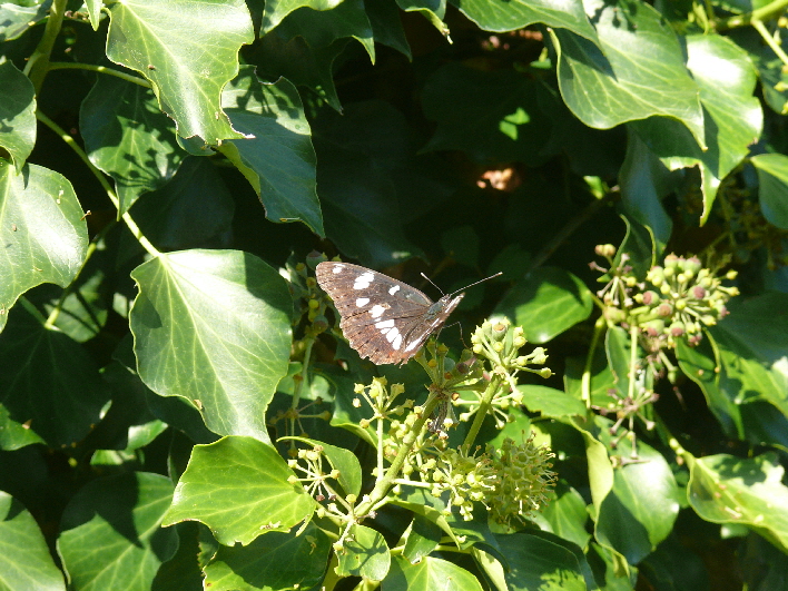 Schmetterling / butterfly