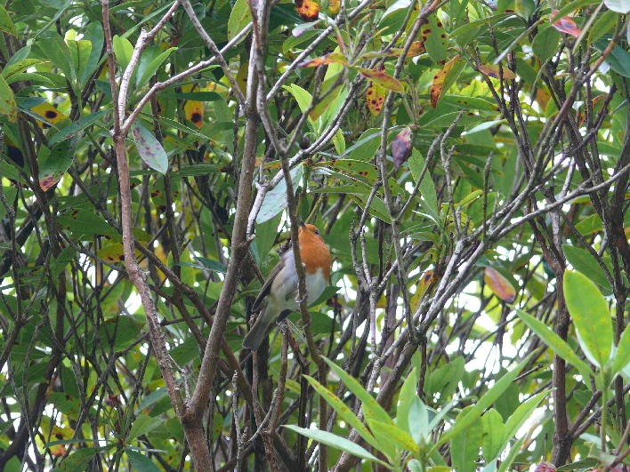 Rotkehlchen / a robin