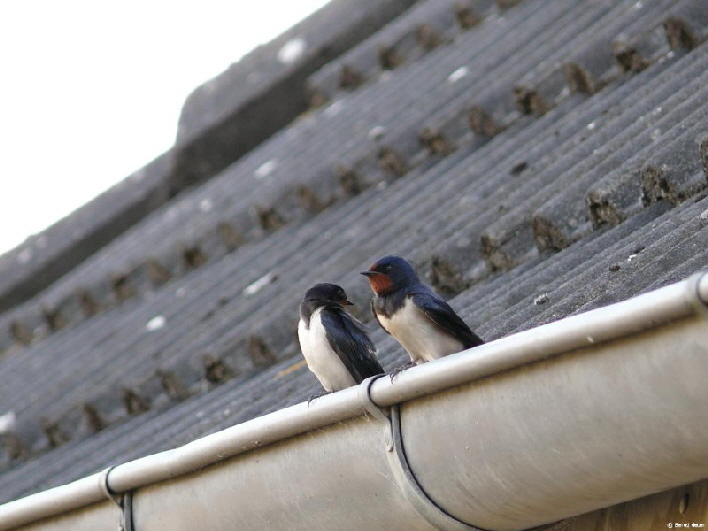 Schwalben planen den nchsten Ausflug / swallows are planning the next flight