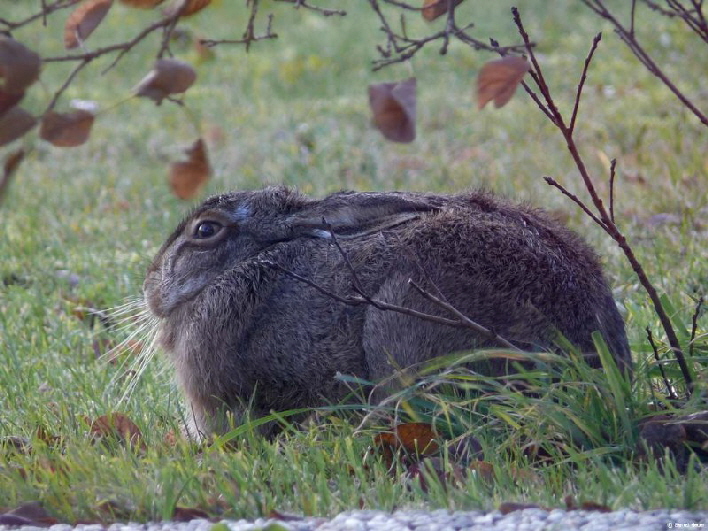 Die Hsin nicht weit entfernt /its mother not far away