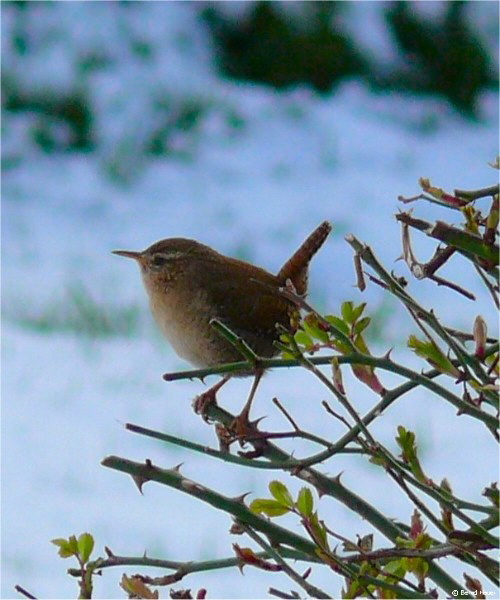 Der lauteste Snger / a wren the bird with the loudest voice