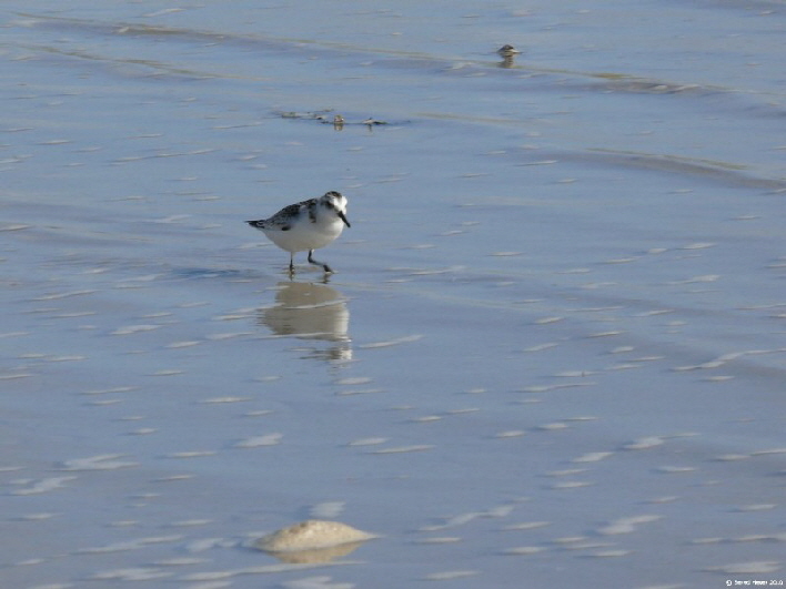 Wer sucht, der findet / a sea bird searching for his next meal