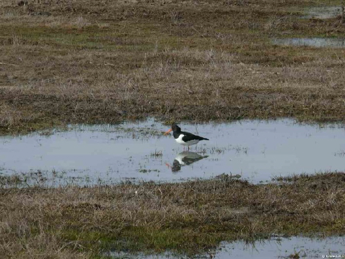 Austernfischer / oystercatcher cooling his feet