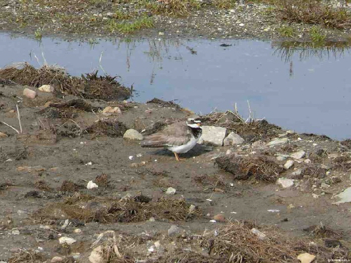 Sandregenpfeifer / a ring plover is well protected through the colour of its plumage