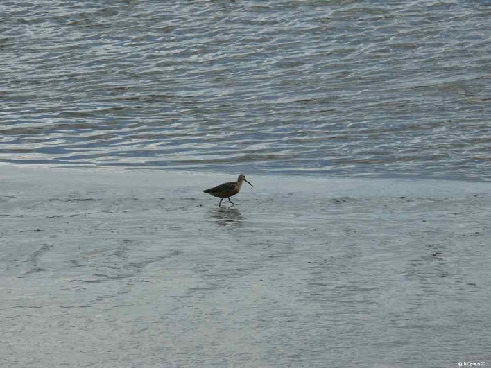 Groer Brachvogel / a great curlew on his walk