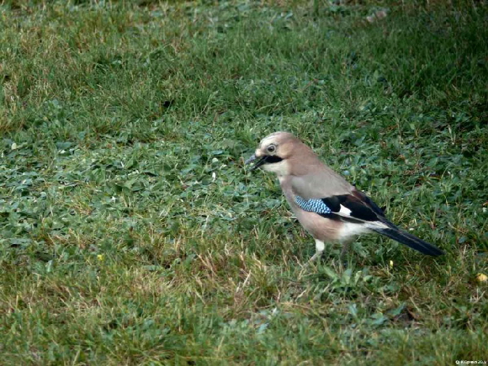 Eichehher / a jay