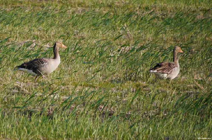 Graugnse / gray geese searching for a place to rest