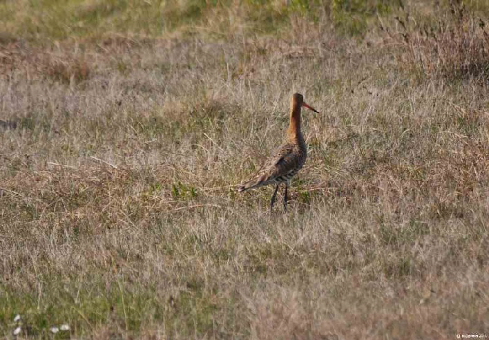 Uferschnepfe / a female red-tailed godwit in her summer dress