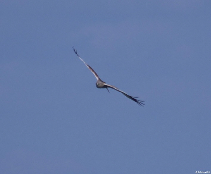 Kornweihe / a hen harrie  flying in my direction