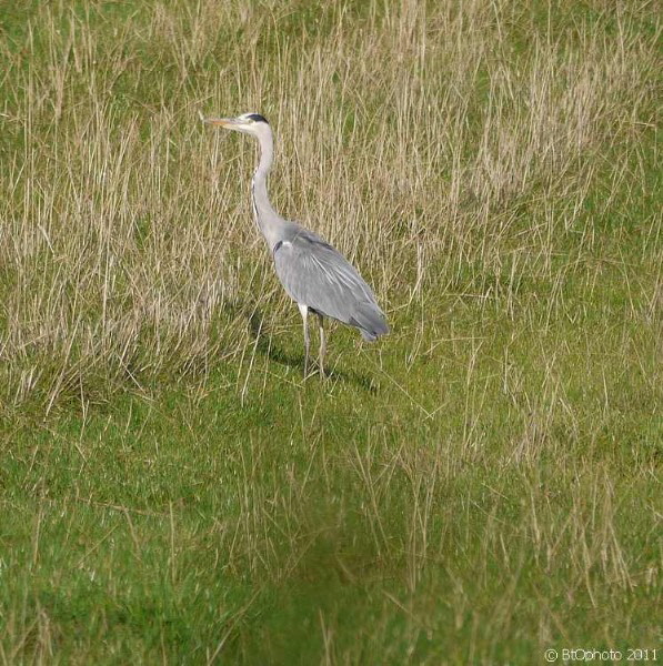 Graureiher / a gray heron on the meadow 