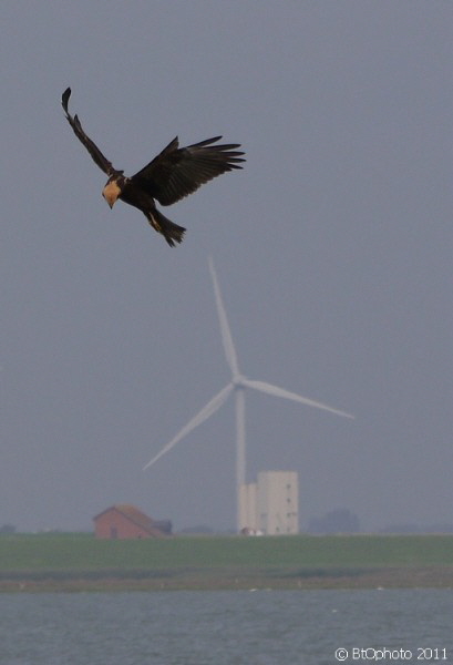 Roter Milan / a red kite