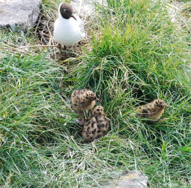 Nachwuchs bei der Lachmve / little seagulls seen near the eider protecting waterworks