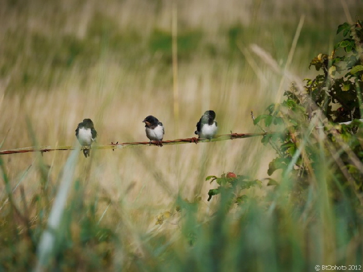 Junge Schwalben / swallows taking a break