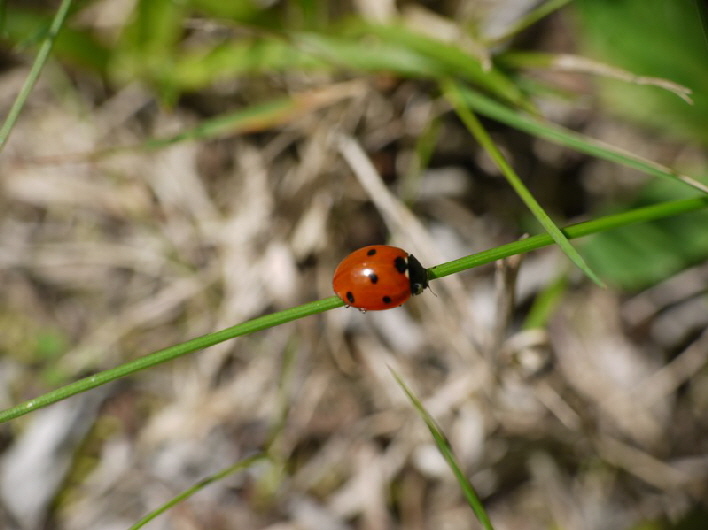 Marienkfer / lady bug