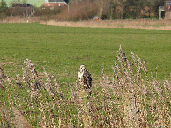 Bussard ( mnnlich) / a male buzzard