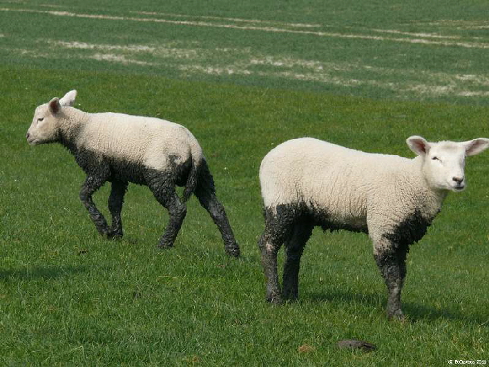 Spuren des Wattenmeeres / little sheep just coming out of the mudflats
