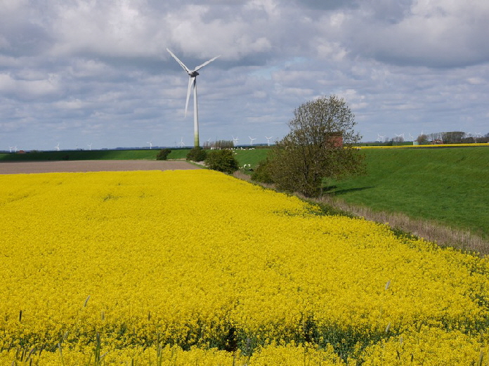 Rapsblte auf Nordstrand / blossoms of a rapefield on the isle of Nordstrand