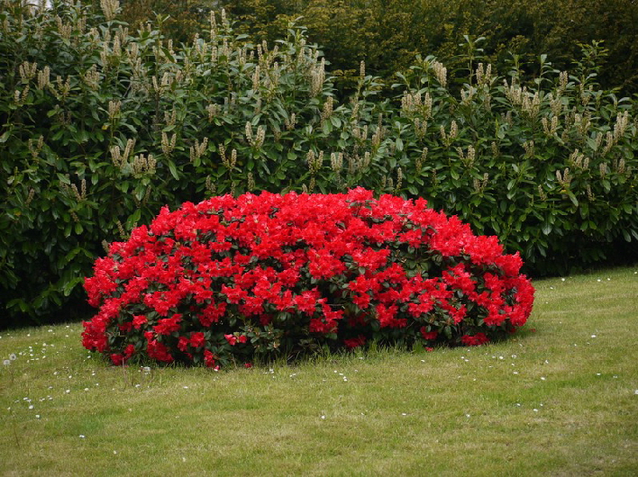 Azalea / an azalea bush