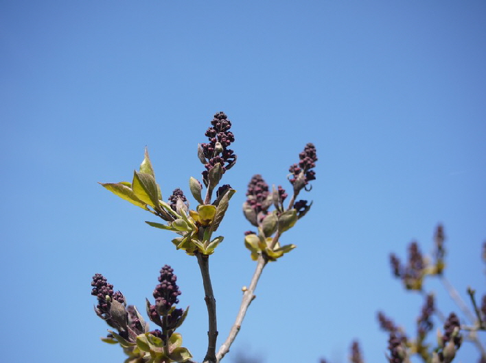 echter Flieder / lilac blossoms