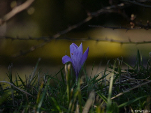 Krokus hinter dem Zaun  / crocus behind the fence